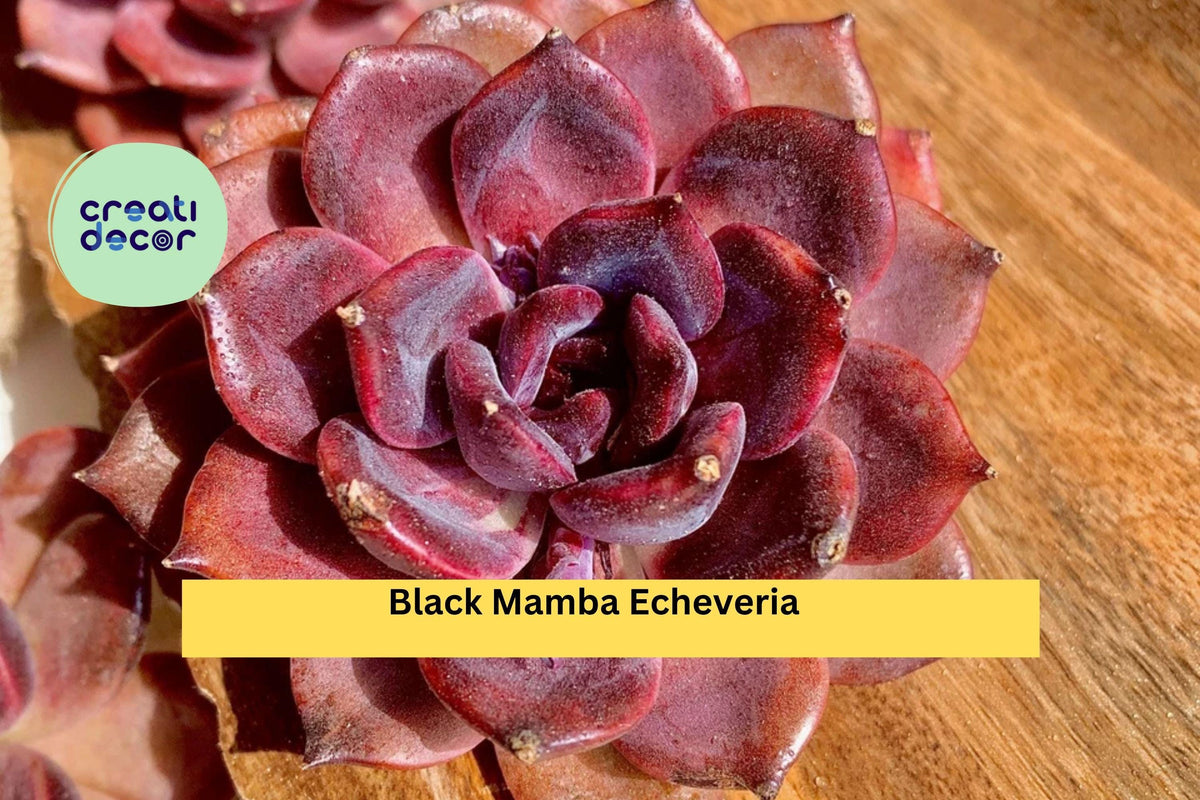 Small Echeveria Black Mamba Live Succulent Plant – Rare Deep Purple Rosette, Bare Root Starter, Indoor or Outdoor