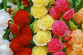 Hollyhock Flower Seeds Color Mix | White Pink Red Yellow | Alcea rosea Garden Seeds Pack