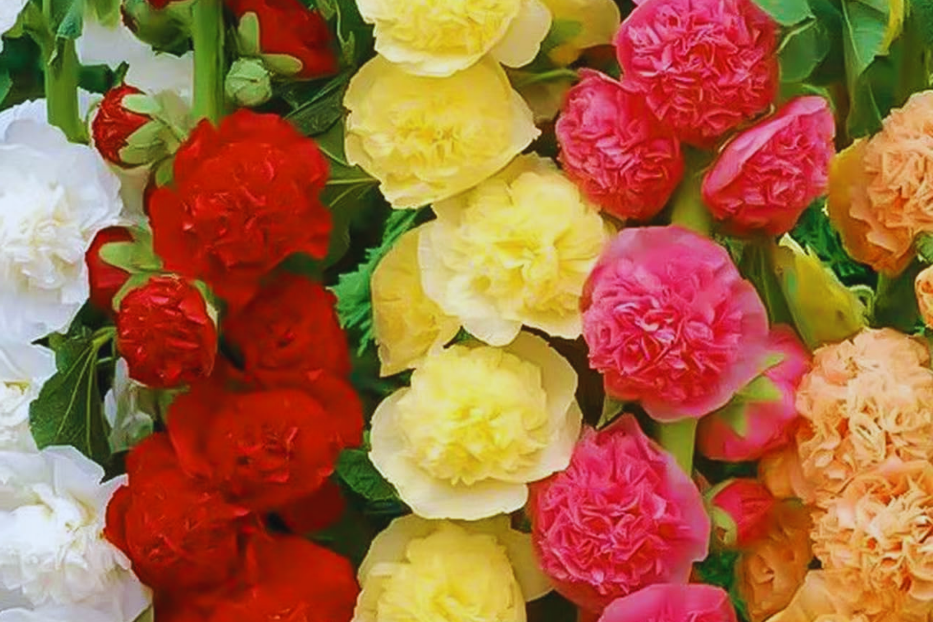 Hollyhock Flower Seeds Color Mix | White Pink Red Yellow | Alcea rosea Garden Seeds Pack