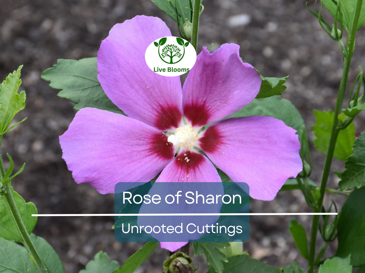 Unrooted Rose of Sharon Cuttings Set of 10 – White & Purple Hibiscus syriacus for Propagation, Gardening, and Landscaping