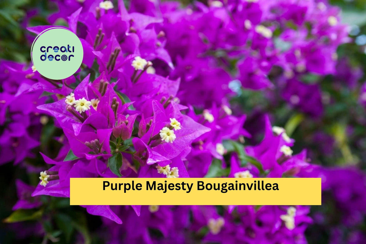Purple Majesty Bougainvillea Live Rooted Starter Plant – Tropical Flowering Vine for Fences, Trellises, Patios, Container Bougainvillea glabra
