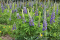 Large Leaf Lupine Seeds | Perennial Wildflower | Tall Colorful Flower Spikes | Lupinus polyphyllus Native Plant