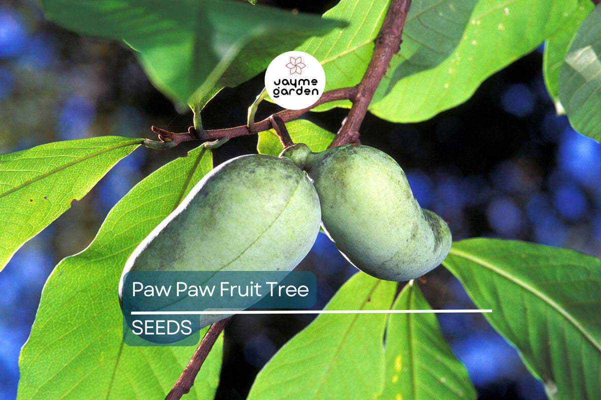 Paw Paw Tree Seeds | 5 Fresh Stratified Asimina Triloba Seeds | Indiana Banana Fruit & Purple Blossoms