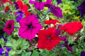 Dwarf Petunia Seeds MIX Colors - Non-GMO Petunia x hybrida Flower Seeds for Garden, Containers, Baskets