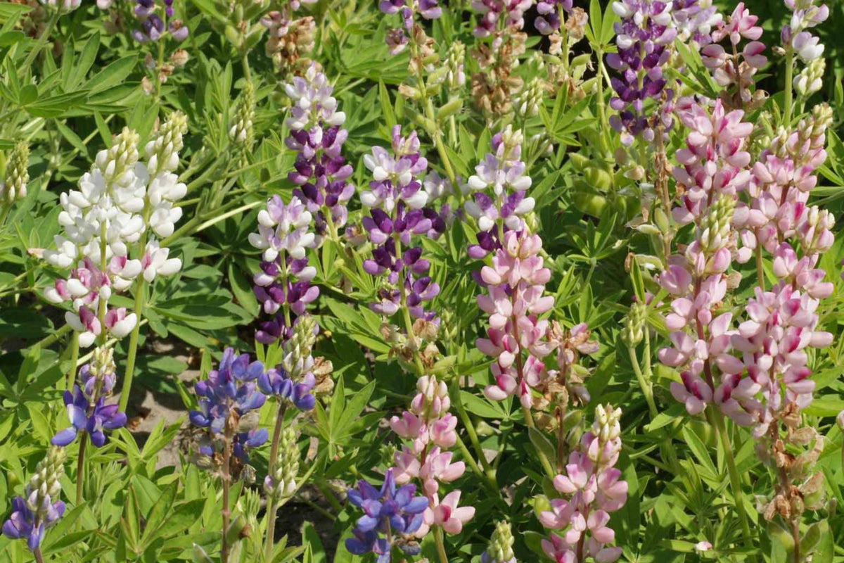 Pixie Delight Lupine Seeds | Compact Annual | Blue, White, Pink, Purple Flowers | Lupinus Hartwegii
