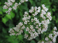 Live Valerian Plant Starter – Perennial Herb with White Pink Flowers – Valeriana officinalis for Gardens, Herb Collections