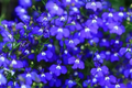 Magic Blue Creeping Thyme Seeds - 20,000+ Heirloom Ground Cover Seeds Thymus serpyllum for Gardens & Landscaping