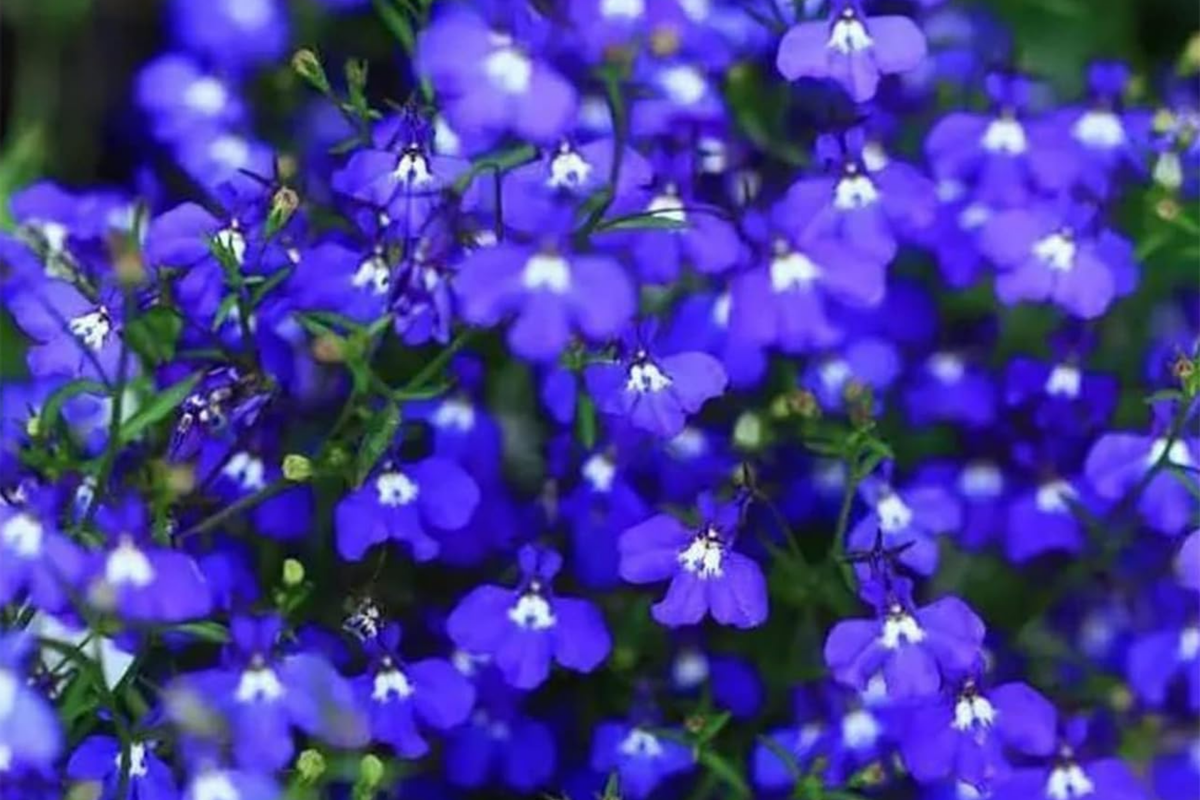 Magic Blue Creeping Thyme Seeds - 20,000+ Heirloom Ground Cover Seeds Thymus serpyllum for Gardens & Landscaping