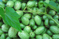 Mexican Gherkin Seeds | Heirloom Non-GMO Cucamelon (Melothria scabra) for Container Gardening & Salads