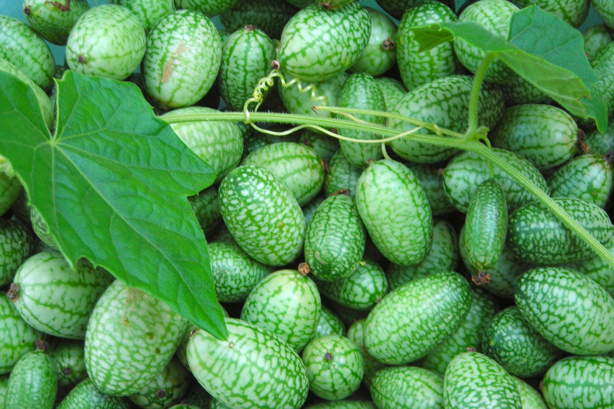 Mexican Gherkin Seeds | Heirloom Non-GMO Cucamelon (Melothria scabra) for Container Gardening & Salads