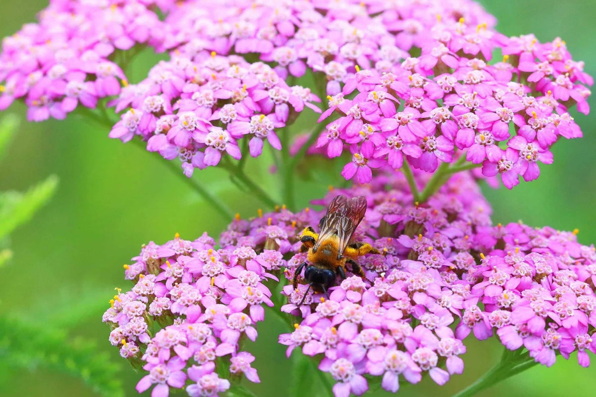 Cerise Queen Yarrow Seeds | Achillea millefolium | Vibrant Pink Flowers | Drought Tolerant Perennial | Pollinator Attracting Seeds