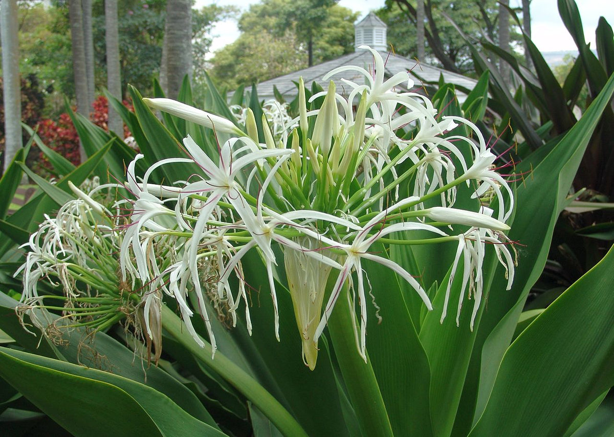 White Spider Crinum Lily Amoenum | Live Rooted Starter Plant | Hardy Perennial Tropical Bulb