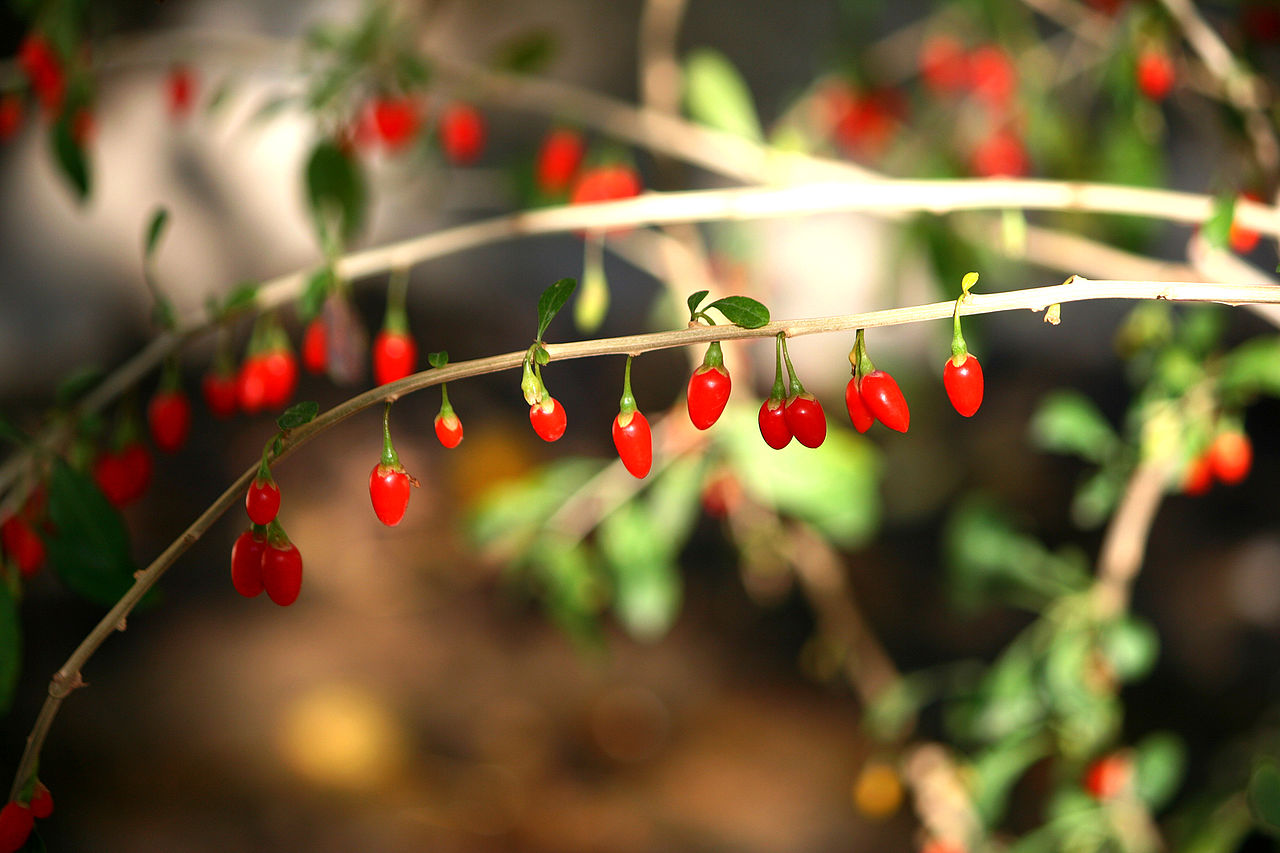 10 Goji Berry Cuttings – Unrooted Lycium barbarum for Propagation, Superfruit Plant, Drought Tolerant Shrub, Home Garden