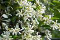 Mixed Star Jasmine Flower 200 Seeds - Fragrant Climbing Vine Trachelospermum jasminoides
