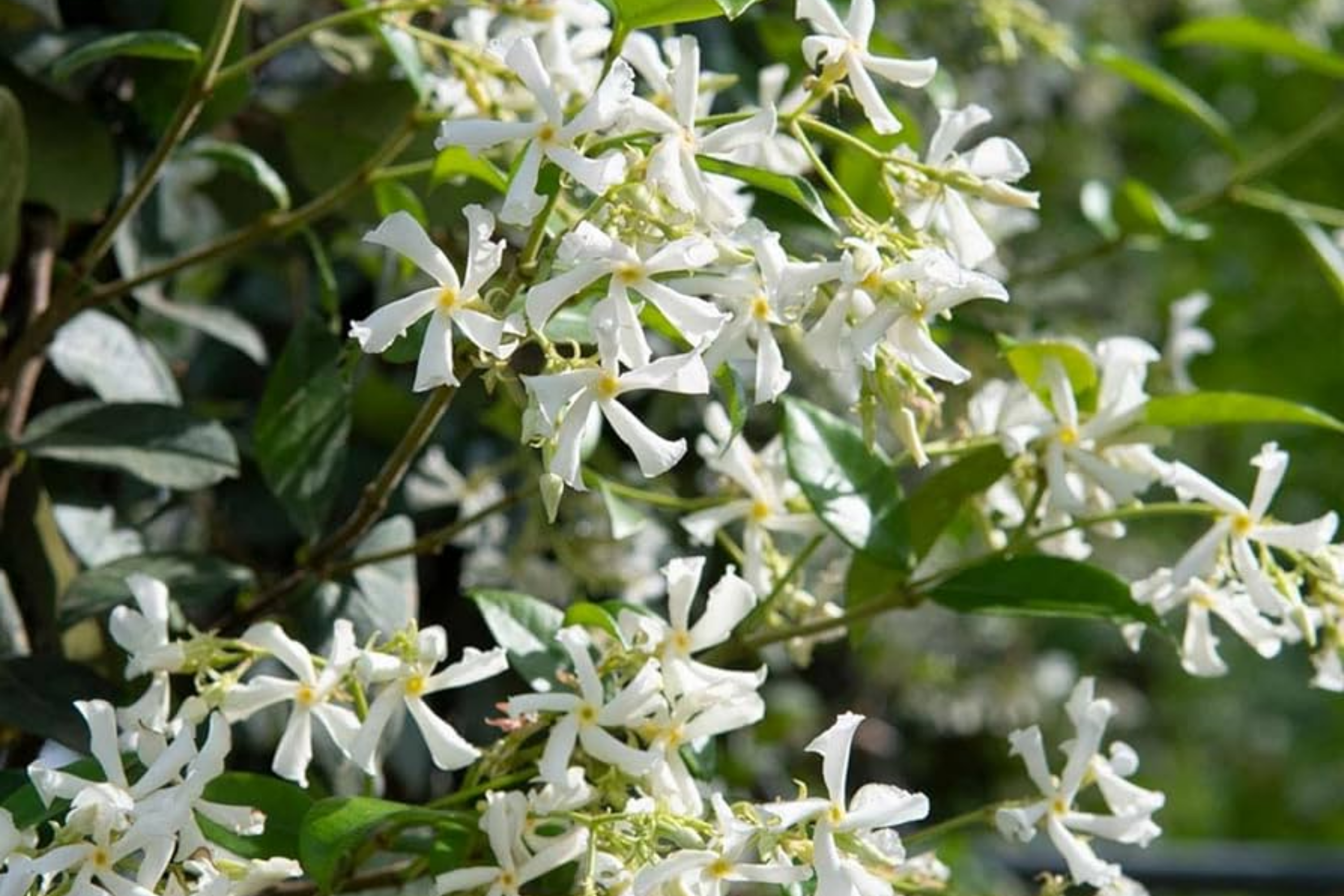 Mixed Star Jasmine Flower 200 Seeds - Fragrant Climbing Vine Trachelospermum jasminoides