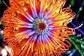 Banksia ericifolia "Little Eric" Seeds - Rare Lantern Fireworks Flowering Tree, Drought-Tolerant, Pollinator Attracting, Full Sun