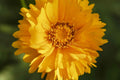 Coreopsis Seeds Lance Leaf Variety Non-GMO Wildflower Seeds for Pollinator Gardens - Coreopsis lanceolata