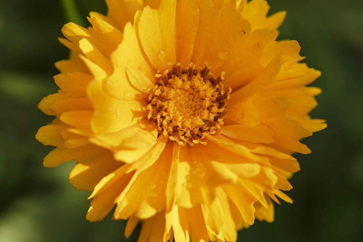 Coreopsis Seeds Lance Leaf Variety Non-GMO Wildflower Seeds for Pollinator Gardens - Coreopsis lanceolata