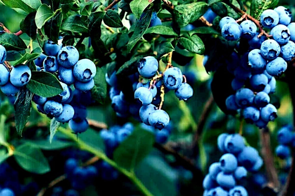 Blueberry Tree Seeds - New Jersey Southern Highbush - Cold Hardy Vaccinium corymbosum