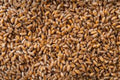 Hard Red Winter Wheat Seeds - NON-GMO, Triticum aestivum, for Planting, Sprouting, Fodder, Storage