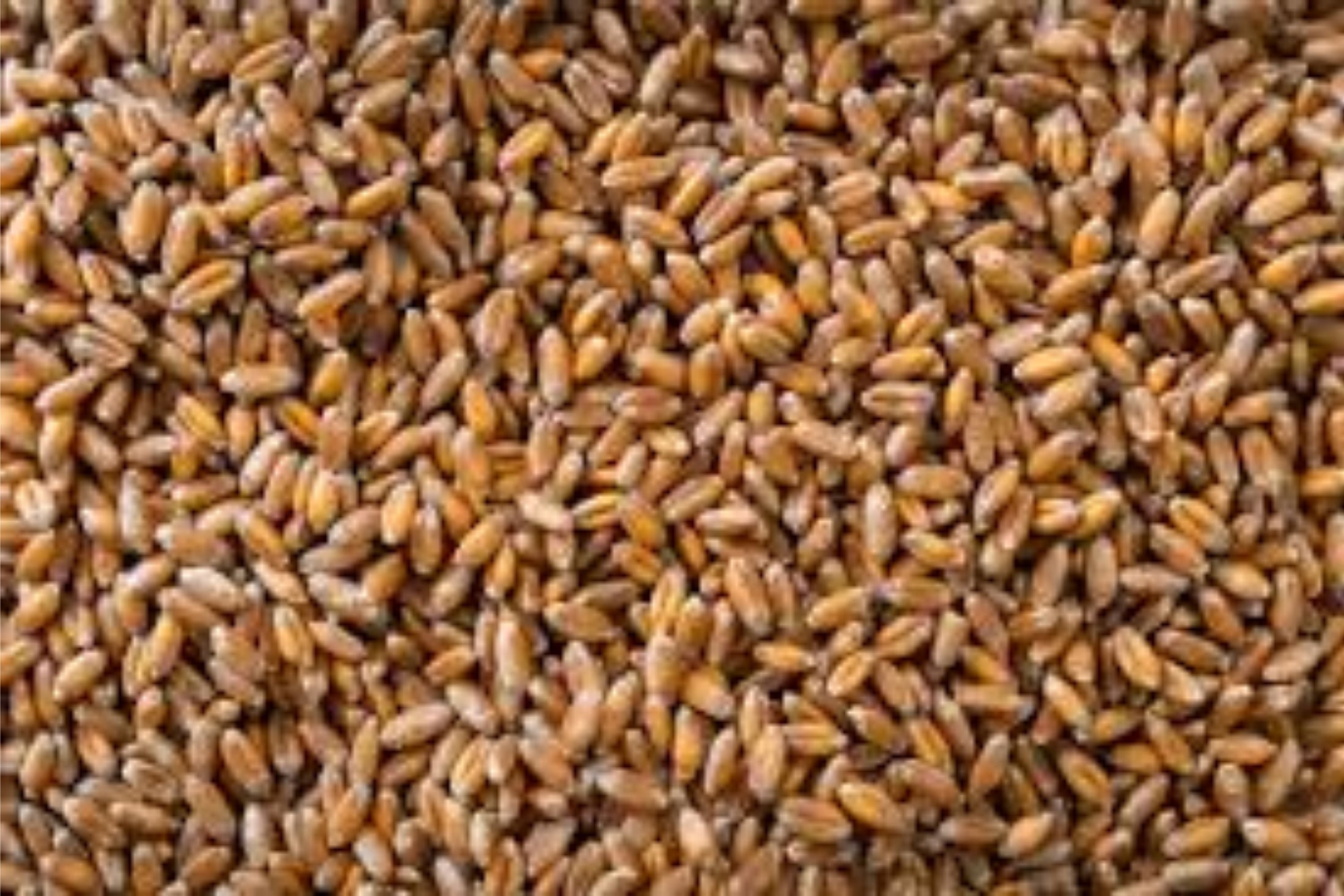Hard Red Winter Wheat Seeds - NON-GMO, Triticum aestivum, for Planting, Sprouting, Fodder, Storage