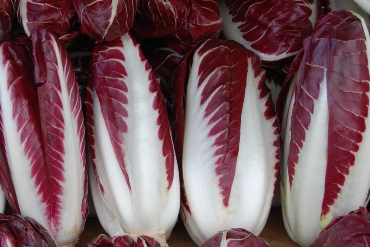 Radicchio Seeds – Heirloom, Non-GMO, Cichorium intybus, Vegetable Seed Packet, Full Sun, Compact Growth