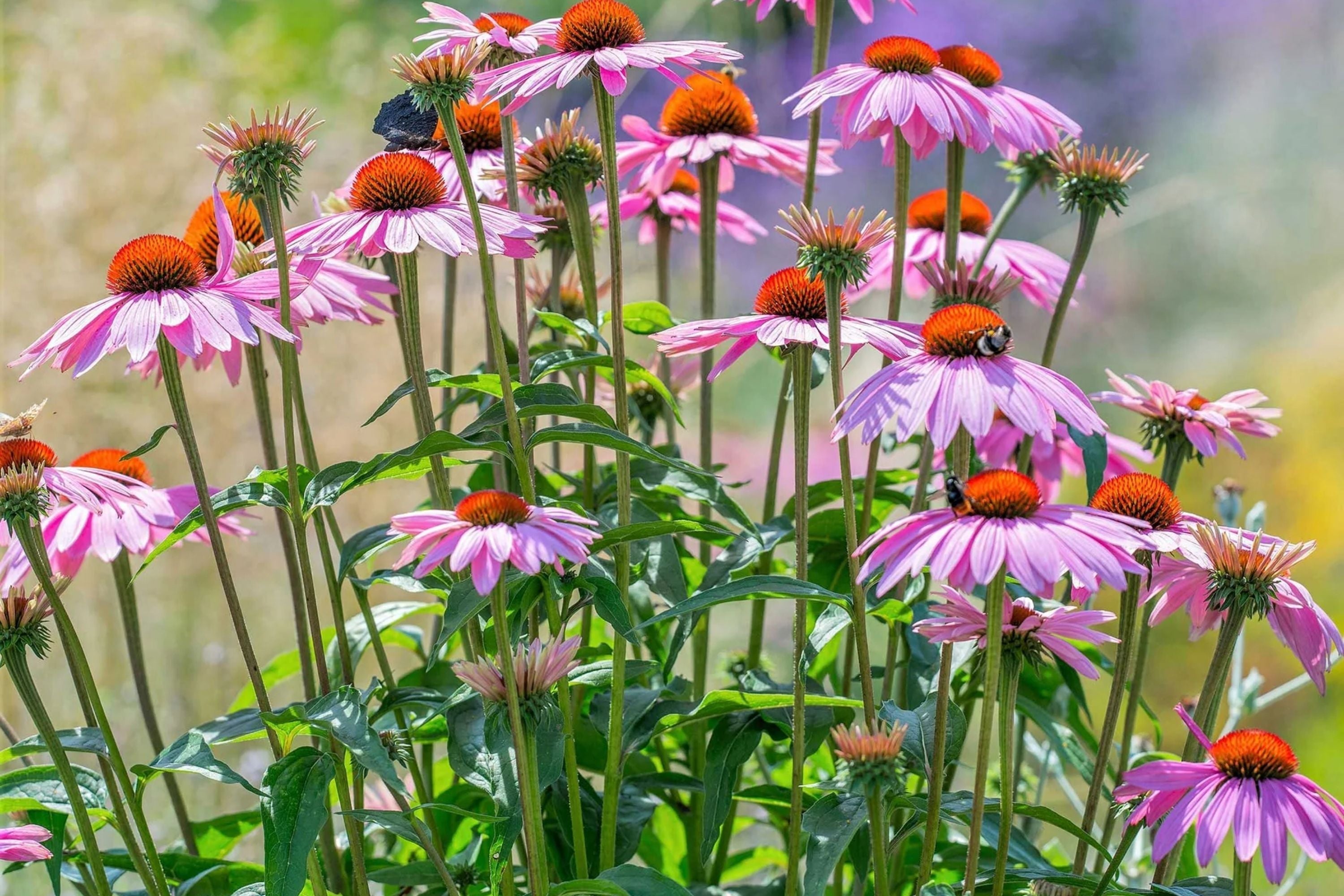 Purple Coneflower Seeds, Echinacea purpurea, Non-GMO Flowering Garden Seeds, Butterfly Attractant, Drought Tolerant, Full Sun
