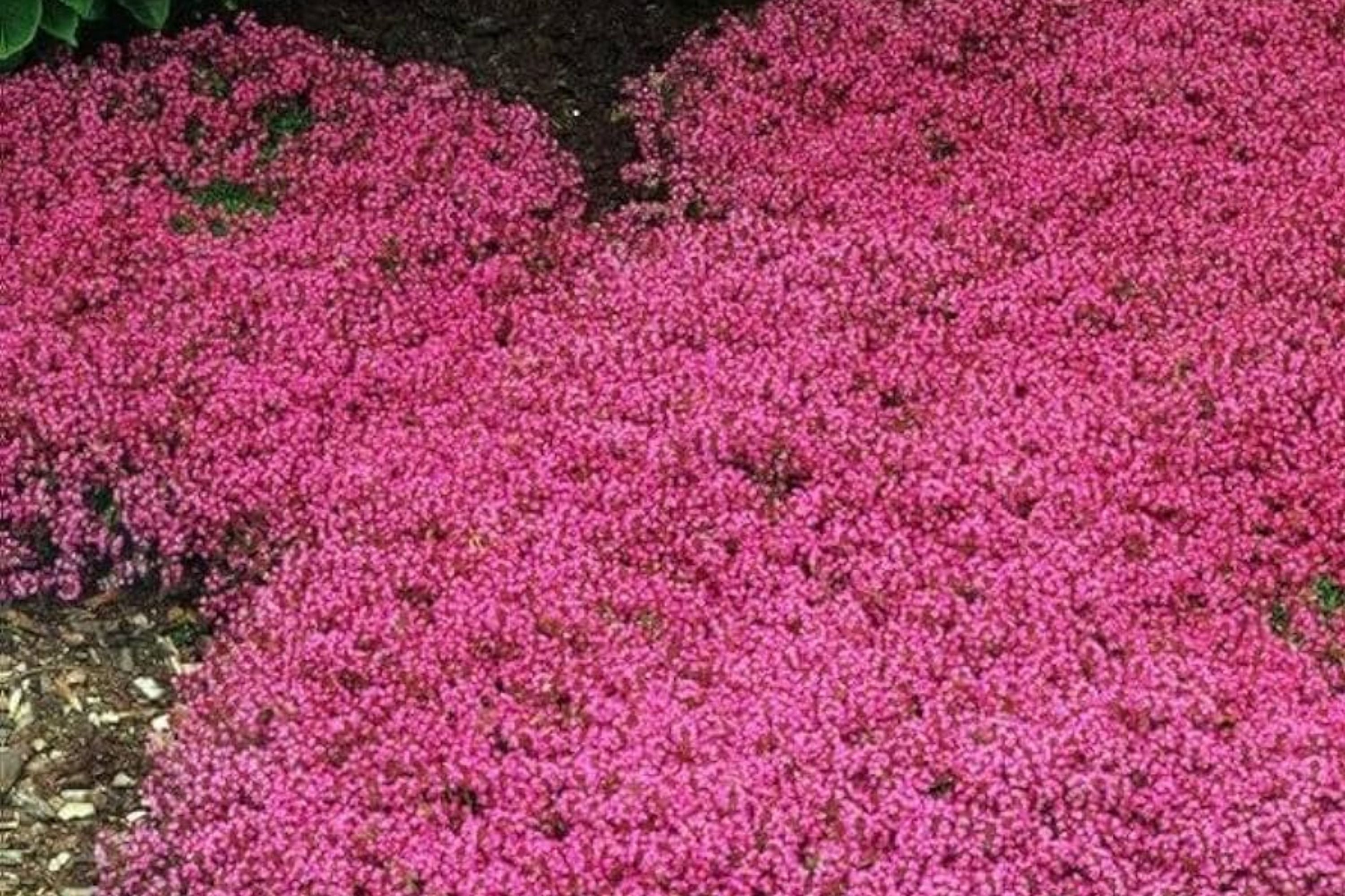 Red Creeping Thyme Seeds - 20,000+ Non-GMO Thymus serpyllum Ground Cover Seeds for Gardens and Landscaping