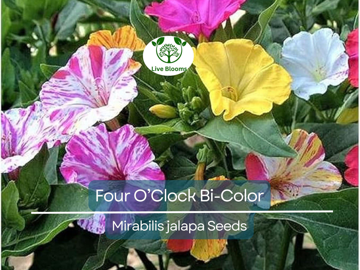 25 Seeds Four O’Clock Bi-Color Flower Seeds Mirabilis jalapa Heirloom Non-GMO Pollinator & Hummingbird Magnet