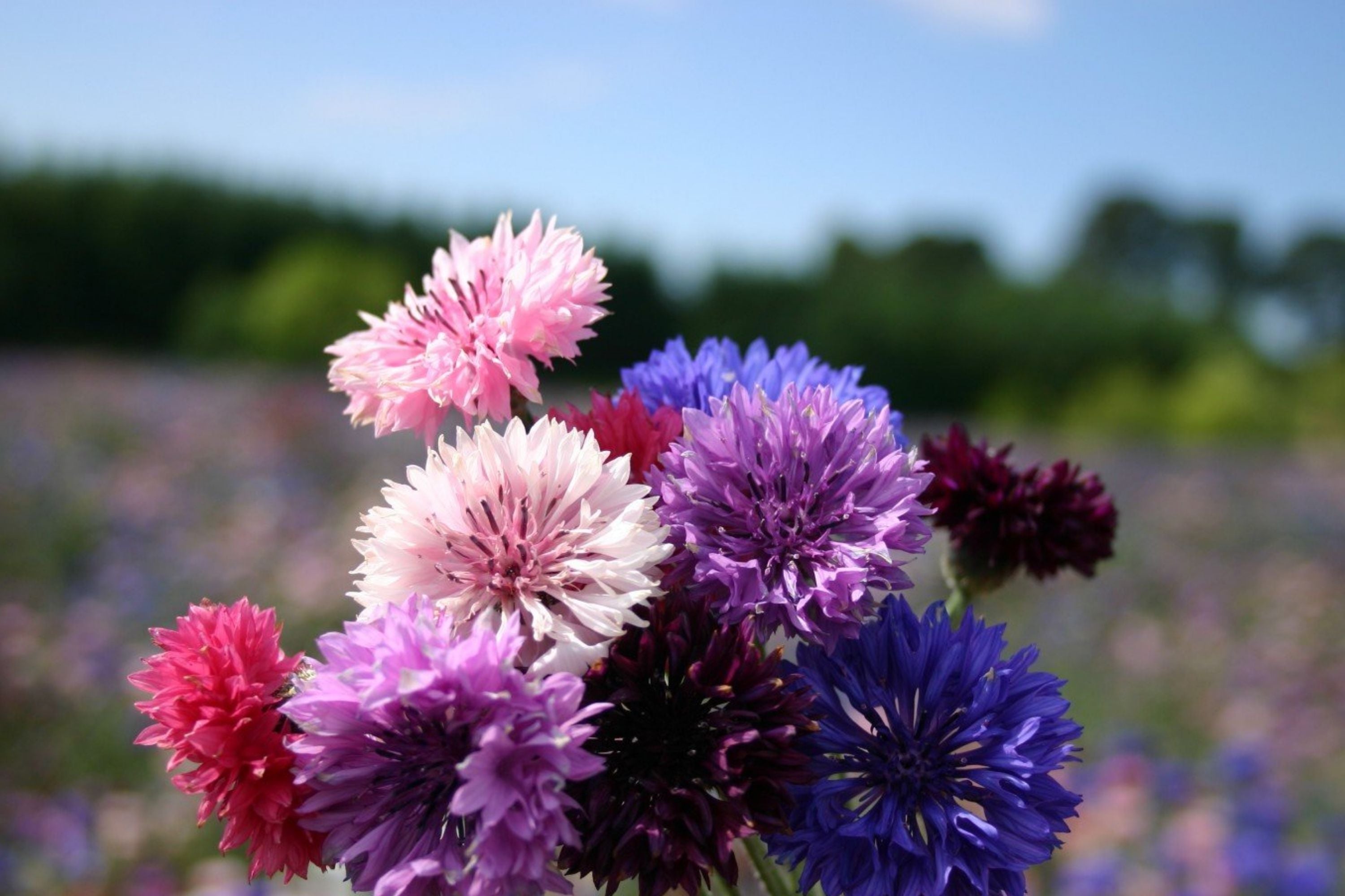 Bachelor Button Seeds - Dwarf Polka Dot Mix, Colorful Annual Flowers for Garden & Containers, Centaurea cyanus
