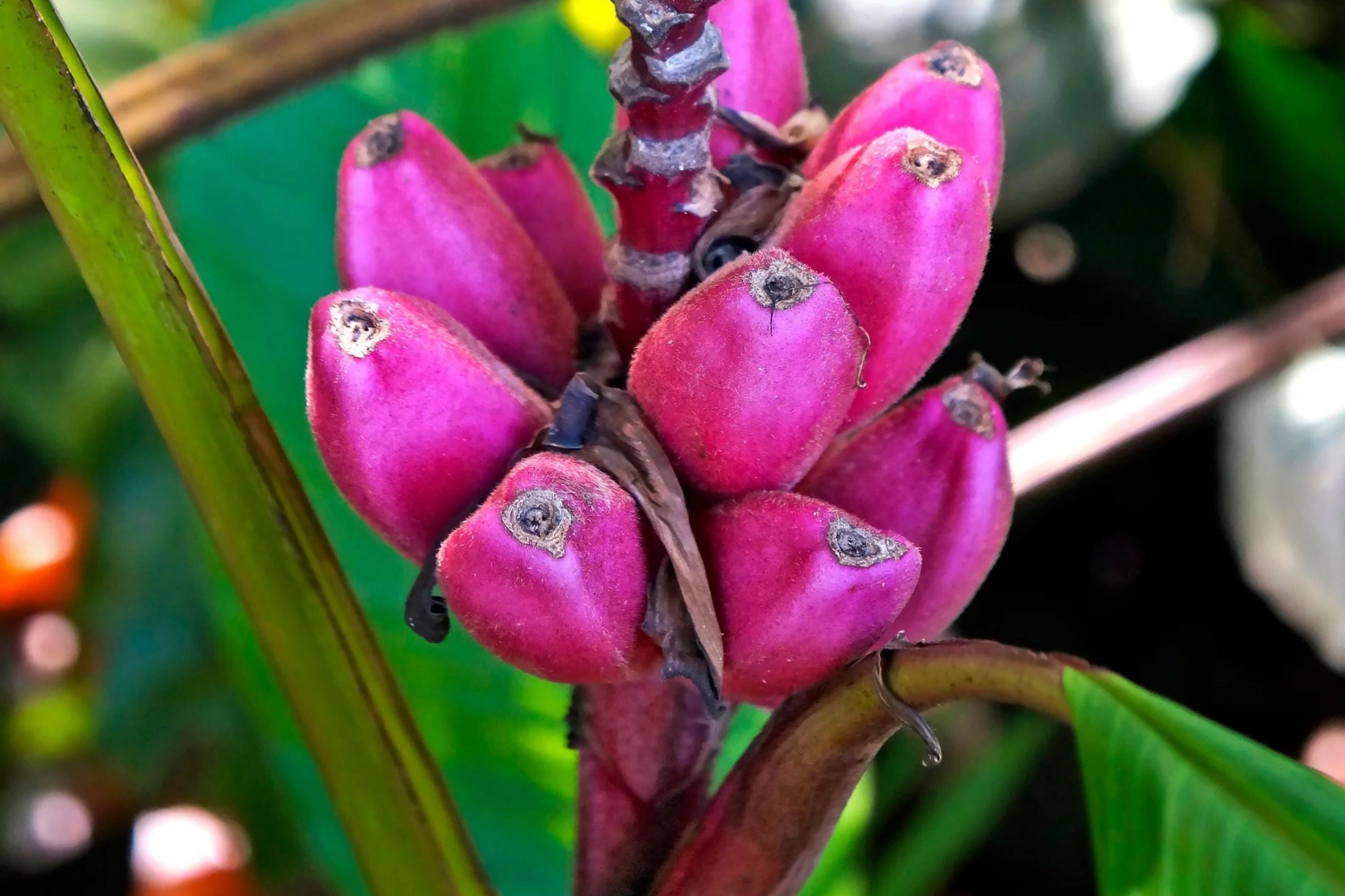Pink Dwarf Banana Tree Seeds - Musa velutina - Rare Hardy Perennial Fruit Plant for Zone 7b Gardening