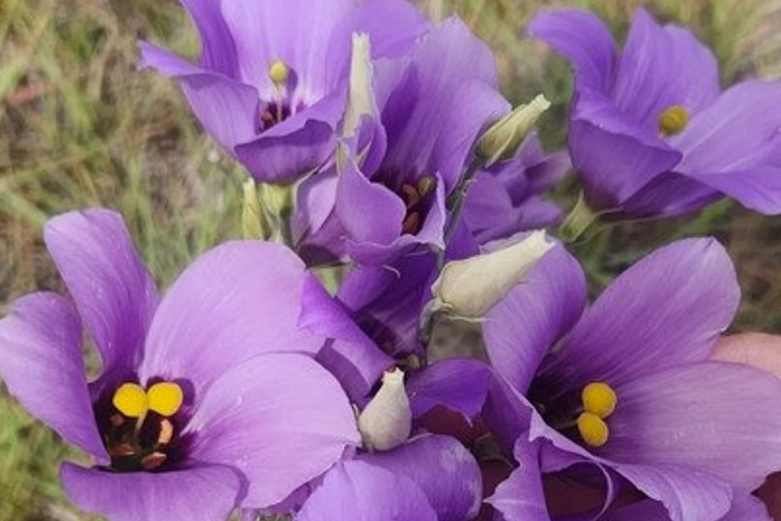 Eustoma exaltatum Seeds - Tularosa Basin Desert Marsh Gentian Flowering Plant, Drought-Tolerant Wildflower Seeds