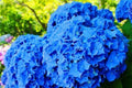 Hydrangea Seeds Spring Mix Non-GMO - 85 or 250 Seeds - Hydrangea macrophylla