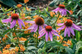 Double Echinacea Coneflower Seeds - 1000+ Perennial Flower Seeds for Garden, Landscape & Cut Flowers - Echinacea purpurea