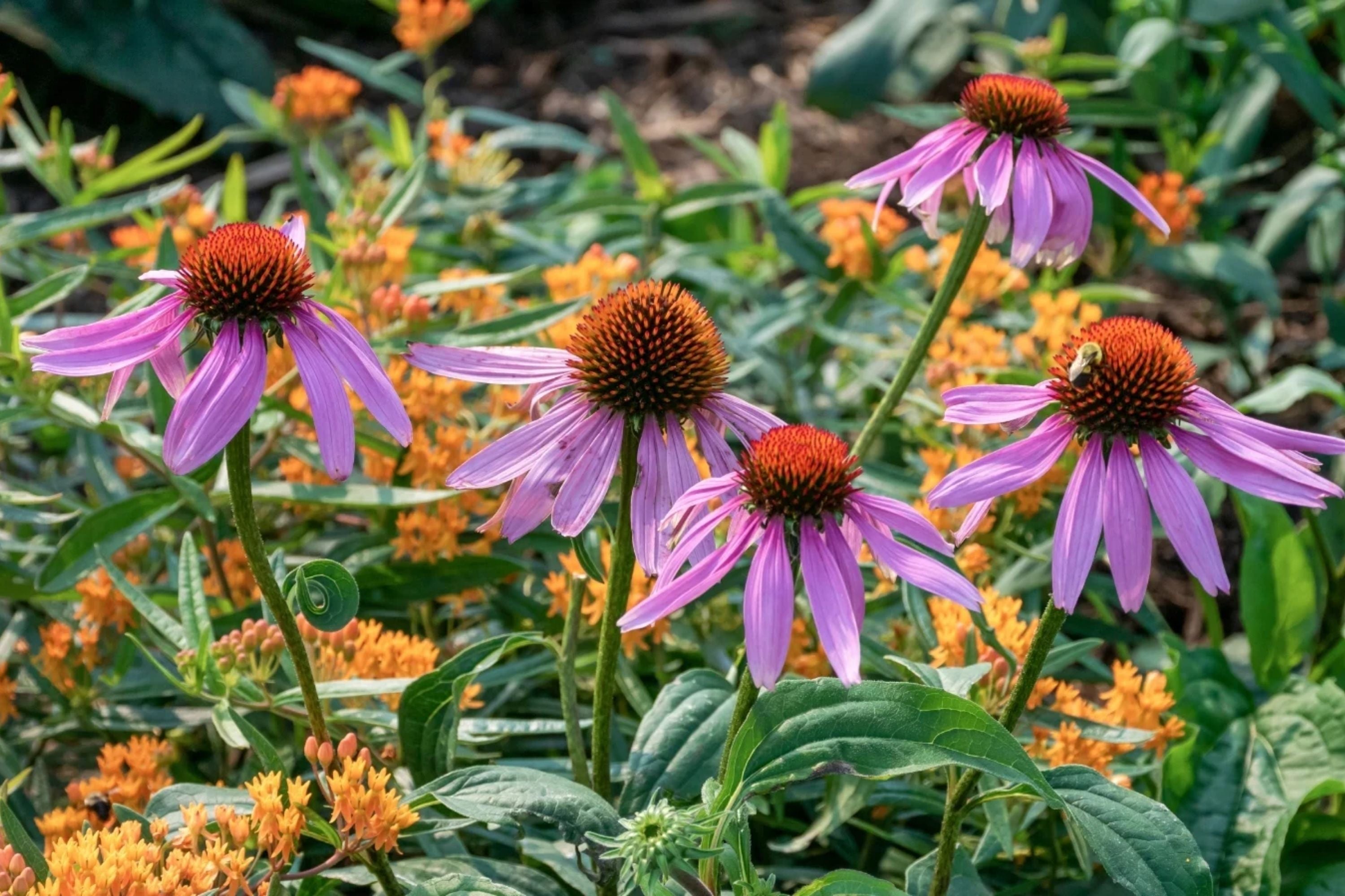 Double Echinacea Coneflower Seeds - 1000+ Perennial Flower Seeds for Garden, Landscape & Cut Flowers - Echinacea purpurea