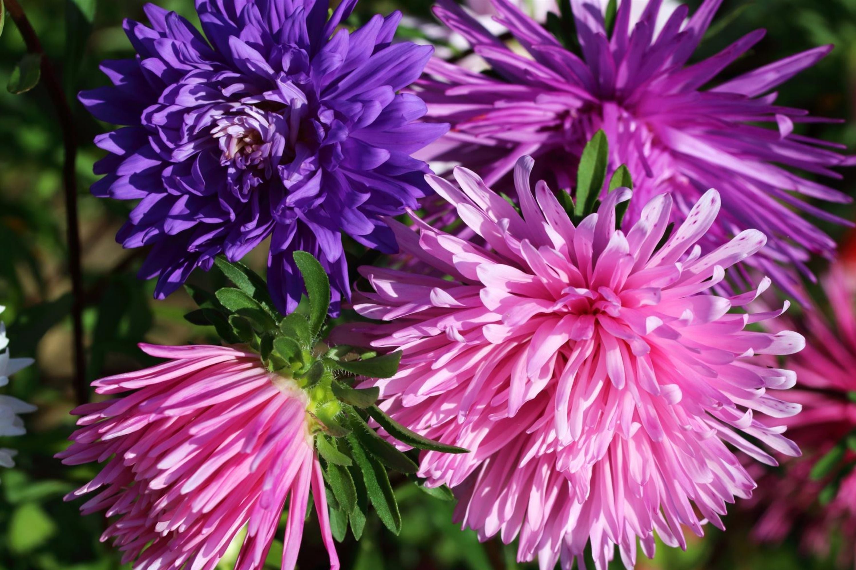 Ostrich Feather Mix Aster Seeds – Colorful Blooms, Aster spp., Flower Seeds for Garden, Pollinator Attracting, Easy to Grow