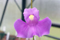 Utricularia longifolia Seeds, Tropical Carnivorous Bladderwort, Aquatic Plant Seeds, Exotic Bog Garden or Aquarium Plant