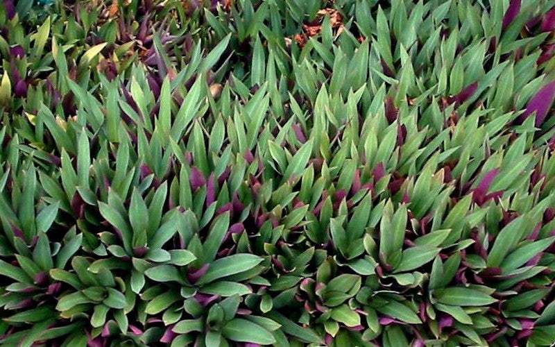 6 Dwarf Oyster Plants Bare Root | Tradescantia spathacea Moses in the Basket | Live Indoor & Garden Plants