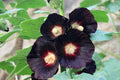 Hollyhock Seeds | Large Black & Deep Red Flowers | Alcea rosea 'Nigra' | Cottage Garden, Pollinator Attracting, Non-GMO