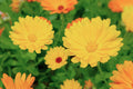 Calendula Flower Seeds Mix | Heirloom Pacific Beauty | Calendula officinalis | Garden, Container, Pollinator Friendly
