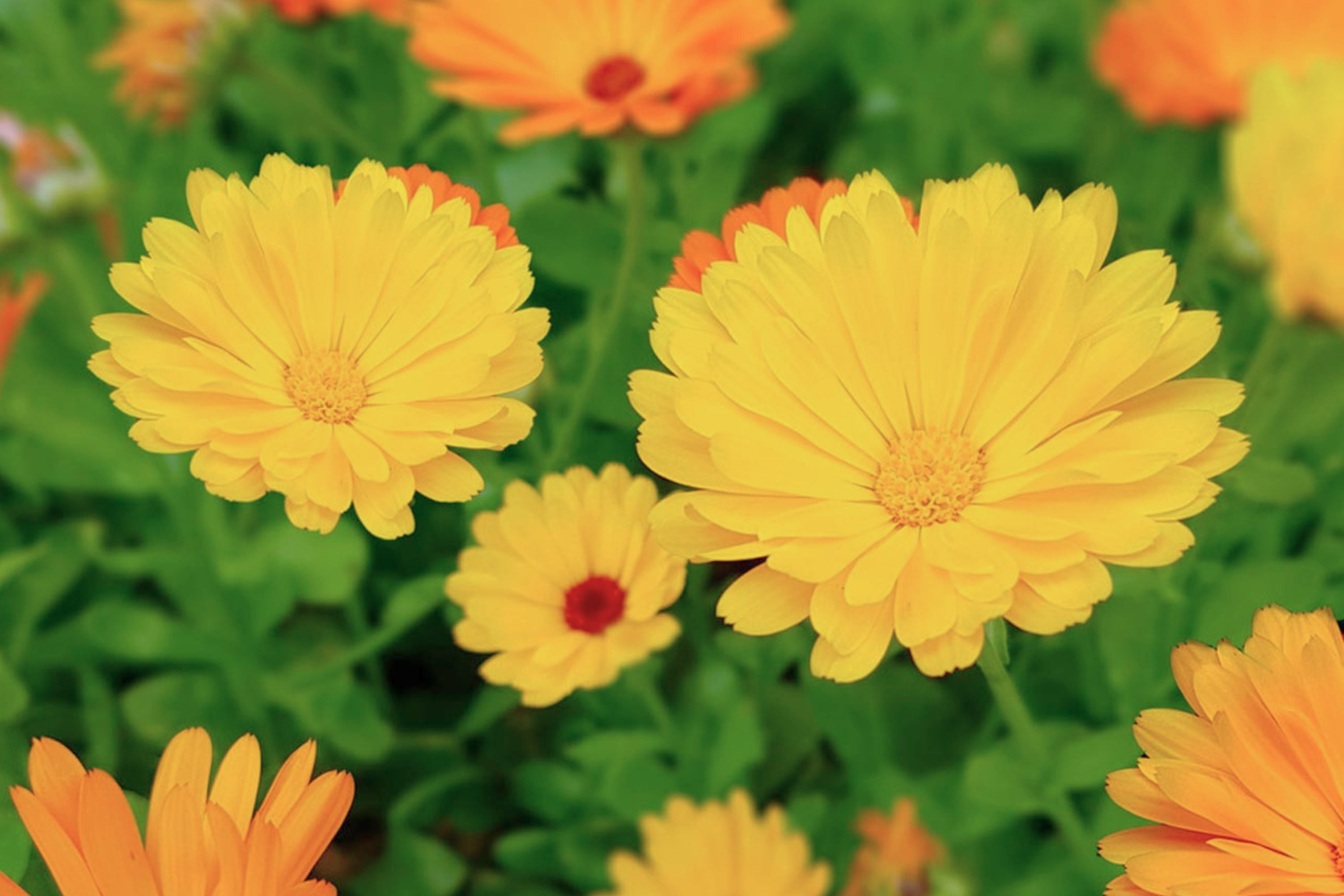 Calendula Flower Seeds Mix | Heirloom Pacific Beauty | Calendula officinalis | Garden, Container, Pollinator Friendly