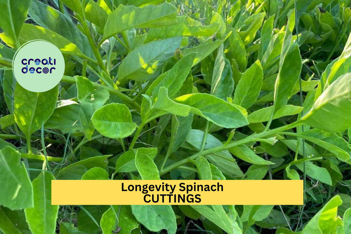 Longevity Spinach Cuttings | Gynura Procumbens | Edible Leafy Plant | Fast-Growing Ground Cover | Free Shipping