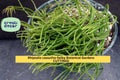 Rhipsalis Cassutha Cutting Set | 4-Inch Trailing Cactus | Indoor Hanging Plant | Selby Botanical Gardens Lineage