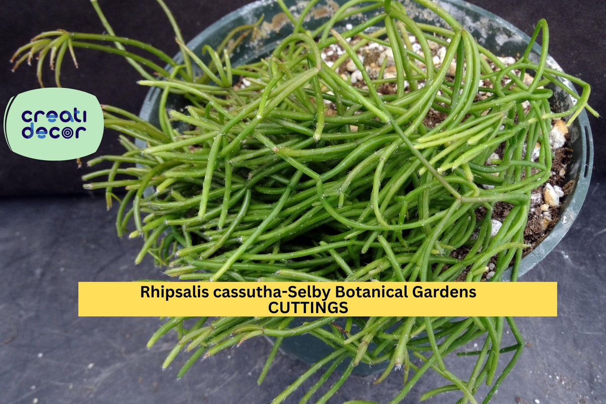 Rhipsalis Cassutha Cutting Set | 4-Inch Trailing Cactus | Indoor Hanging Plant | Selby Botanical Gardens Lineage