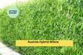 50 Austree Hybrid Willow Cuttings for Privacy Hedges, Windbreaks & Landscaping | Salix matsudana × alba Propagation Stems