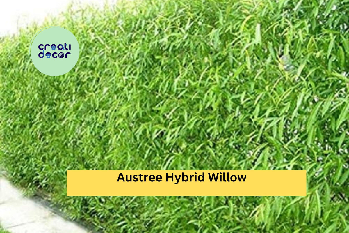 50 Austree Hybrid Willow Cuttings for Privacy Hedges, Windbreaks & Landscaping | Salix matsudana × alba Propagation Stems