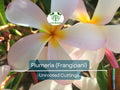 Plumeria Unrooted Cutting 10"-11" | Frangipani Plant with Fragrant White & Pink Blooms | Tropical Flowering Garden Plant