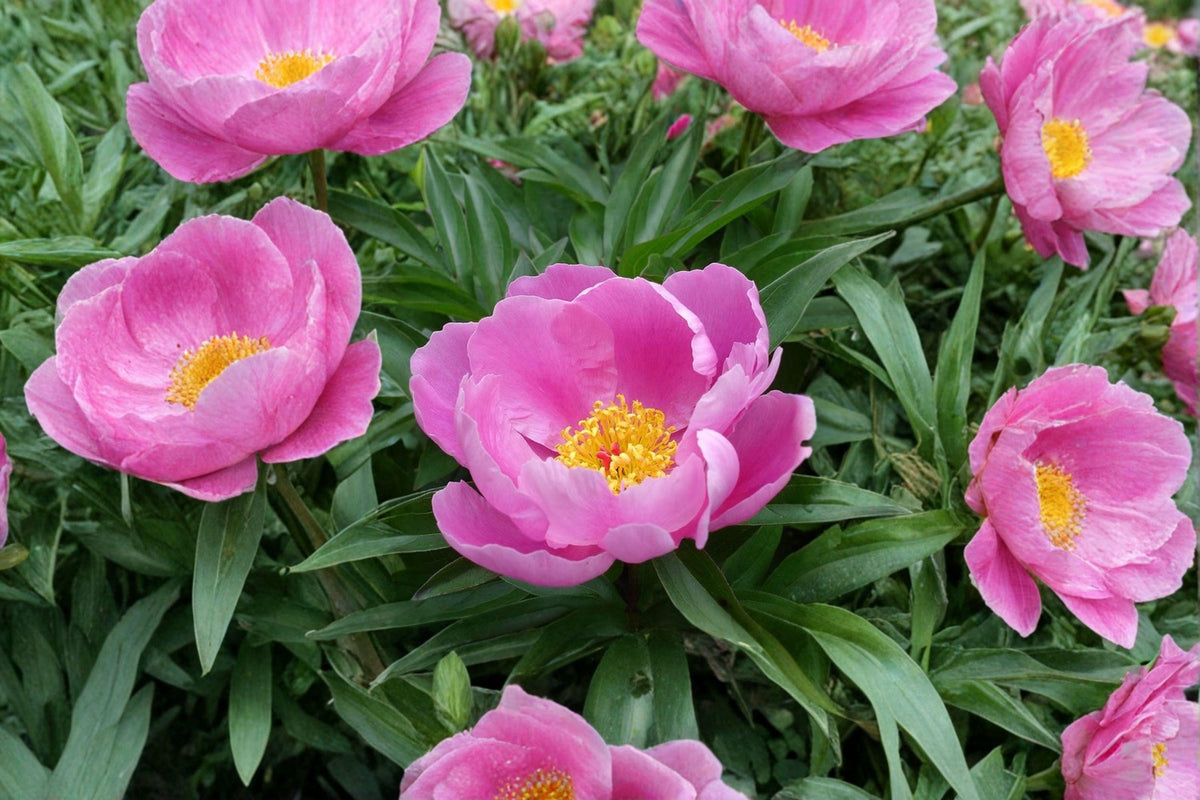 Chinese Peony Seeds – Paeonia lactiflora Herbaceous Perennial Flower, Garden Peony, 5 Seeds
