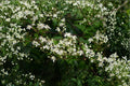 Clematis virginiana Seeds – Native Flowering Vine with Fragrant White Flowers, Pollinator Attractant, Perennial Climber, 50 Seeds
