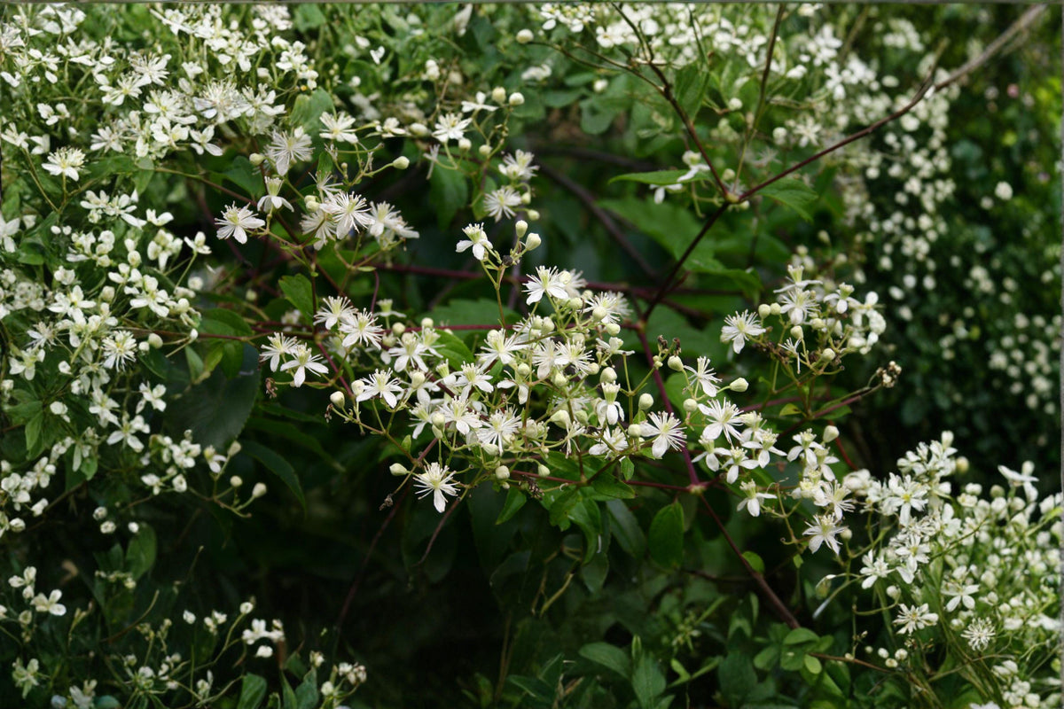 Clematis virginiana Seeds – Native Flowering Vine with Fragrant White Flowers, Pollinator Attractant, Perennial Climber, 50 Seeds